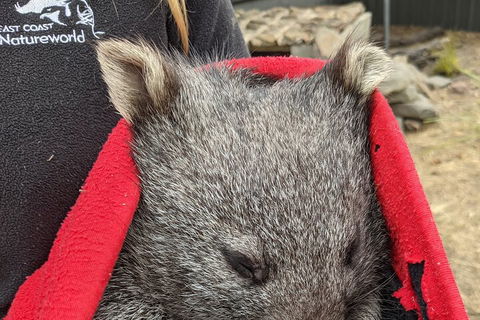 2-Day Tas East Coast Escape Tour Including Bay Of Fires, Wineglass Bay & Devils - Accommodation Main Beach 3