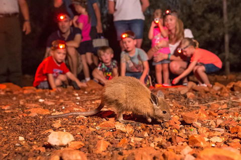 Alice Springs Desert Park Nocturnal Tour - Accommodation Main Beach 1