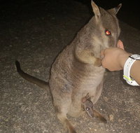 Private Tour to Paronella Park Historic Village Herberton and wild life Wallaby - Accommodation Main Beach