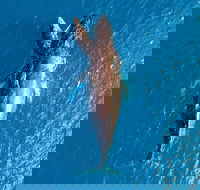 Buccaneer Explorer - Accommodation Main Beach