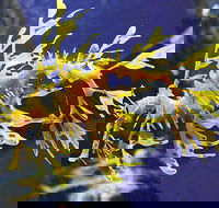 SEA LIFE Melbourne Aquarium Admission Ticket - Accommodation Main Beach