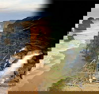 Melbourne Super Saver Great Ocean Road  Phillip Island  Attraction Pass - Accommodation Main Beach