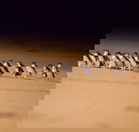 Phillip Island Penguin Parade Express Tour from Melbourne - Accommodation Main Beach