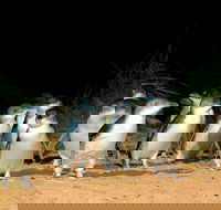 Puffing Billy Moonlit Sanctuary  Penguins Day Tour - Accommodation Main Beach