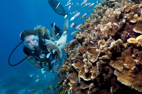Great Barrier Reef Diving And Snorkeling Cruise From Cairns - Accommodation Main Beach 1