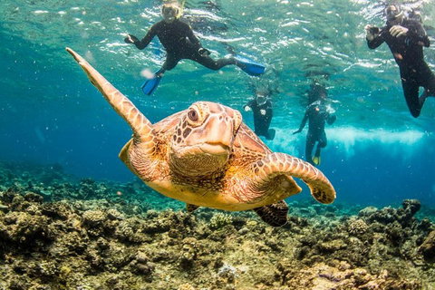 Great Barrier Reef Diving And Snorkeling Cruise From Cairns - Accommodation Main Beach 3