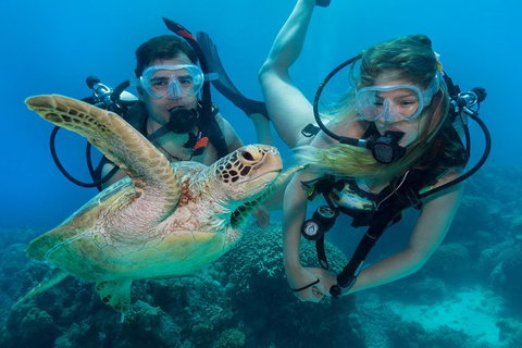 Great Barrier Reef Diving And Snorkeling Cruise From Cairns - Accommodation Main Beach 4