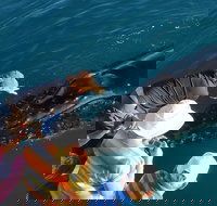 AOC Whale Watching from Broome - Accommodation Main Beach