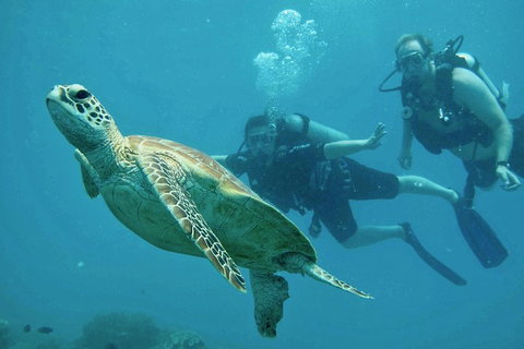 Ocean Freedom Great Barrier Reef Personal Luxury Snorkel & Dive Cruise, Cairns - Accommodation Main Beach 4