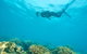 Ocean Freedom Great Barrier Reef Personal Luxury Snorkel & Dive Cruise, Cairns - thumb 5