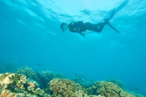 Ocean Freedom Great Barrier Reef Personal Luxury Snorkel & Dive Cruise, Cairns - Accommodation Main Beach 5