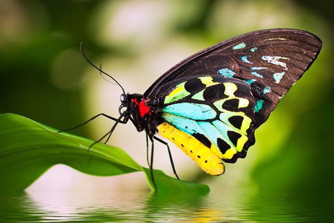 Australian Butterfly Sanctuary - Accommodation Main Beach 4