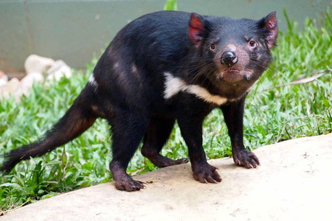 Kuranda Highlights Including Rainforestation Aboriginal Culture And Wildlife - Accommodation Main Beach 3