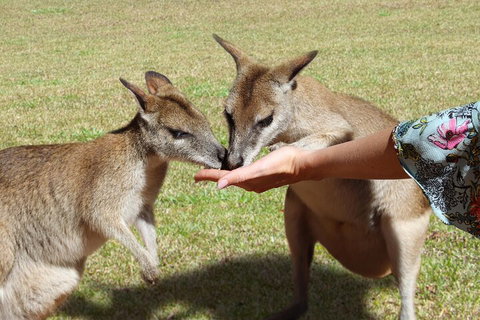 Kuranda Rainforestation & Kuranda Scenic Rail - Accommodation Main Beach 4