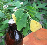 Australian Butterfly Sanctuary- Virtual Interactive Tour With Private Guide