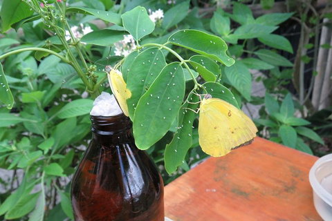 Australian Butterfly Sanctuary- Virtual Interactive Tour With Private Guide - Accommodation Main Beach 0