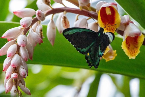 Australian Butterfly Sanctuary- Virtual Interactive Tour With Private Guide - Accommodation Main Beach 2
