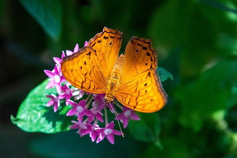 Australian Butterfly Sanctuary- Virtual Interactive Tour With Private Guide - Accommodation Main Beach 3