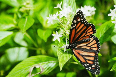 Australian Butterfly Sanctuary- Virtual Interactive Tour With Private Guide - Accommodation Main Beach 4