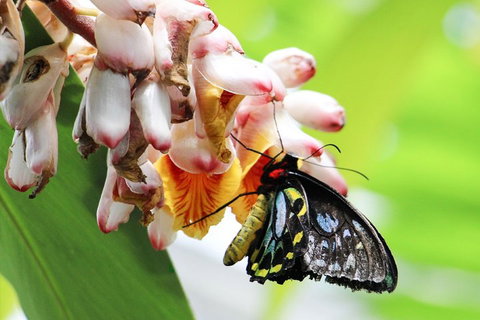 Australian Butterfly Sanctuary- Virtual Interactive Tour With Private Guide - Accommodation Main Beach 5