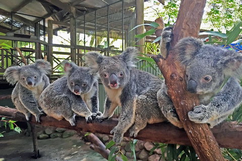 Best Of Kuranda Including Skyrail, Kuranda Scenic Railway And Rainforestation - Accommodation Main Beach 4