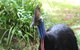 Kuranda Rainforestation Nature Park Ticket (BNP) - thumb 3