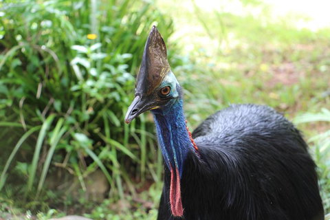 Kuranda Rainforestation Nature Park Ticket (BNP) - Accommodation Main Beach 3