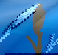 Kangaroo Island 75-Minute Ocean Safari - Accommodation Main Beach