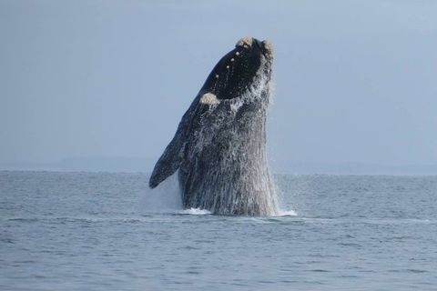Kangaroo Island 75-Minute Ocean Safari - Accommodation Main Beach 2