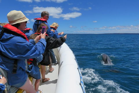 Kangaroo Island 75-Minute Ocean Safari - Accommodation Main Beach 3
