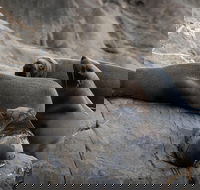 Kangaroo Island Ocean Safari - Snorkeling Safari - Accommodation Main Beach