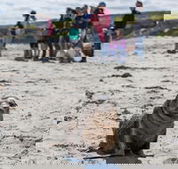 Kangaroo Island in a Day Tour from Adelaide - Accommodation Main Beach