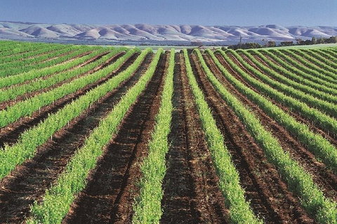 Small Group McLaren Vale And The Cube Experience - Accommodation Main Beach 4