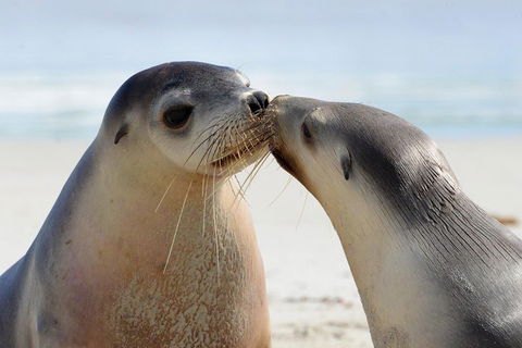 2 Day Ultimate Kangaroo Island With Return Ferry - Accommodation Main Beach 2
