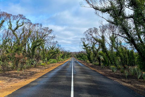 2 Day Ultimate Kangaroo Island With Return Ferry - Accommodation Main Beach 4