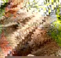 Small-Group Phillip Island Day Trip from Melbourne - Accommodation Main Beach