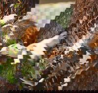 Melbourne City Tour and Phillip Island in One Day - Accommodation Main Beach