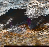 Private Tour Phillip Island Penguin Parade and Moonlit Sanctuary Conservation Park from Melbourne - Accommodation Main Beach