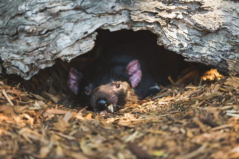 Private Tour: Phillip Island, Penguin Parade And Moonlit Sanctuary Conservation Park From Melbourne - Accommodation Main Beach 0