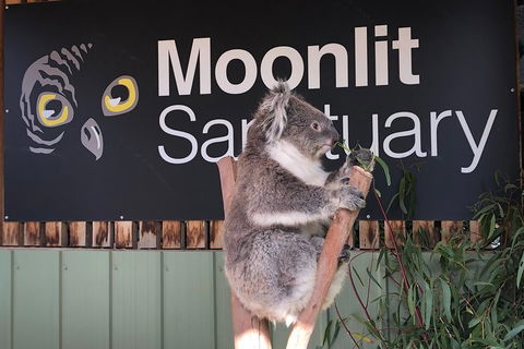 Private Tour: Phillip Island, Penguin Parade And Moonlit Sanctuary Conservation Park From Melbourne - Accommodation Main Beach 3