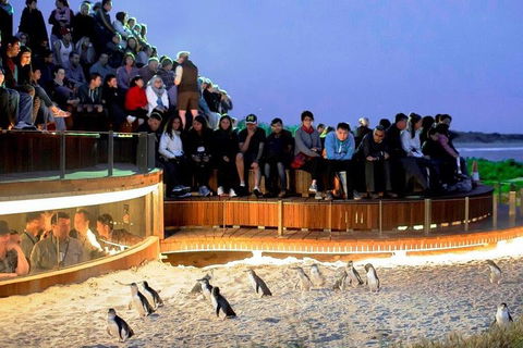 Private Tour: Phillip Island, Penguin Parade And Moonlit Sanctuary Conservation Park From Melbourne - Accommodation Main Beach 4