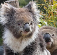 Kuranda Koala Gardens and Birdworld Admission Tickets