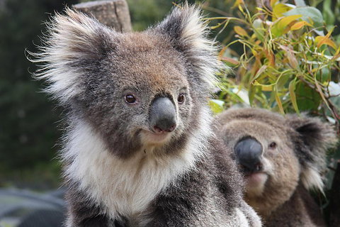 Kuranda Koala Gardens And Birdworld Admission Tickets - Accommodation Main Beach 0