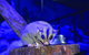 Kuranda Koala Gardens And Birdworld Admission Tickets - thumb 1