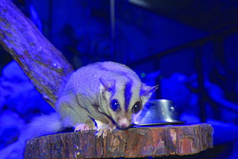 Kuranda Koala Gardens And Birdworld Admission Tickets - Accommodation Main Beach 1