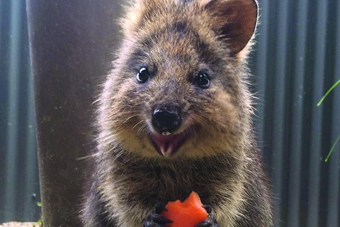 Kuranda Koala Gardens And Birdworld Admission Tickets - Accommodation Main Beach 2