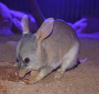 Kuranda Wildlife Experience Three Attraction Pass - Accommodation Main Beach