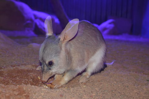 Kuranda Wildlife Experience Three Attraction Pass - Accommodation Main Beach 0