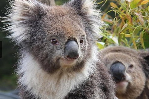 Kuranda Koala Gardens General Entry Ticket - Accommodation Main Beach 1