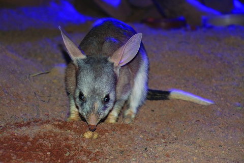 Kuranda Koala Gardens General Entry Ticket - Accommodation Main Beach 3